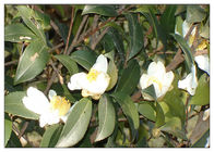 지방산 동백나무 올리 페라 기름, 반대로 머리 성장을 위한 동백나무 기름 - 산화