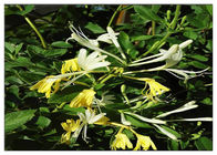 클로로겐 산으로 찬 이동덩굴 꽃 추출물, 25% Lonicera 자포니카 추출물 대우
