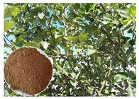 피부 antioxidation 식물 추출물 분말 Phloretin 사과 나무 뿌리 &amp; 수피 추출물
