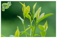 과격한 증후 폴리페놀 95% UV 시험을 방지하는 녹차 식물 추출물 분말