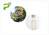 50% - 60% 만족한 나무 정유 Aromatherapy 기름 Melaleuca Cajuputi 미성년자 기름