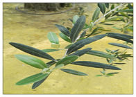 올레 우로 핀 20% 규정식 보충교재 브라운 분말을 위한 자연적인 올리브 잎 추출물