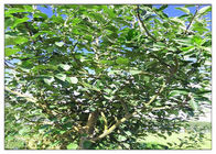 사과 나무 뿌리 식물 추출물 분말, 에타놀에서 풀 수 있는 초본 규정식 보충교재