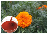 Tagetes Erecta 꽃 자연적인 꽃은 눈 건강을 지키는 분말을 추출합니다