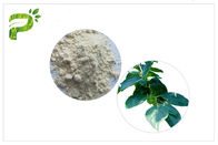 감 잎 자연적인 식물 추출물 Ursolic 산성 분말 HPLC 시험 방법