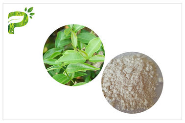 Epigallocatechin Gallate 성분이 CAS에 의하여 989 51 5 EGCG 녹차 추출물 화장품 등급을 매깁니다